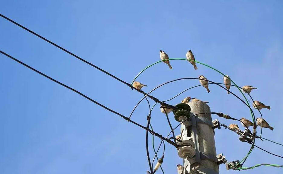 Pájaros en cables